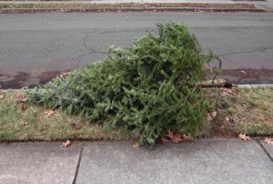 Clayton scouts will pick up Christmas trees on Sunday Jan. 3