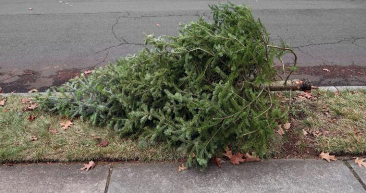 Clayton scouts will pick up Christmas trees on Sunday Jan. 3