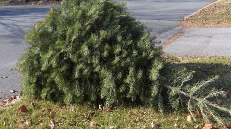 How to discard your Christmas tree in Contra Costa