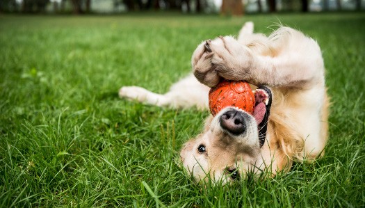 Concord Dog Parks Closed for Maintenance until March 15