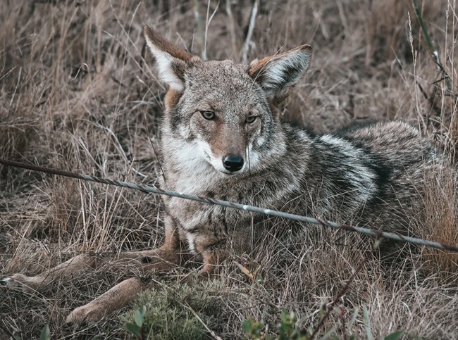 State Wildlife Agencies to Hold Workshops on Coyotes in Urban Areas