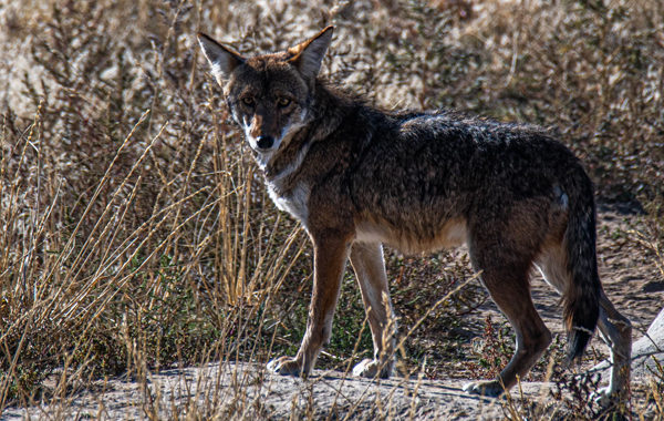 Aggressive Coyote Removed from Contra Costa County