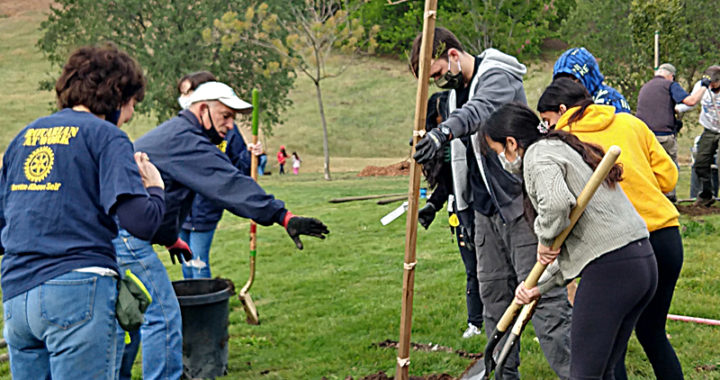Volunteers plant 50 trees at Concord’s Newhall park for Earth Day