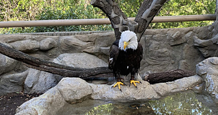Lindsay Wildlife Experience reopens Exhibit Hall with new Bald Eagle Habitat