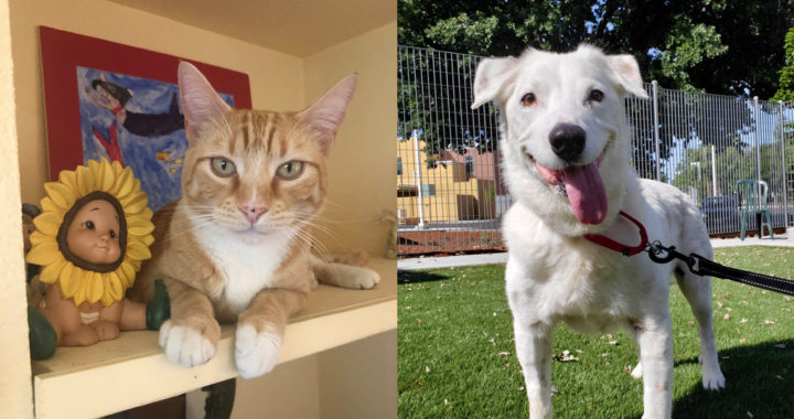 ARF pets Lucien and Bobby are looking for forever homes
