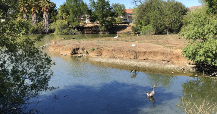 Newhall Community Park an oasis for ducks and dogs