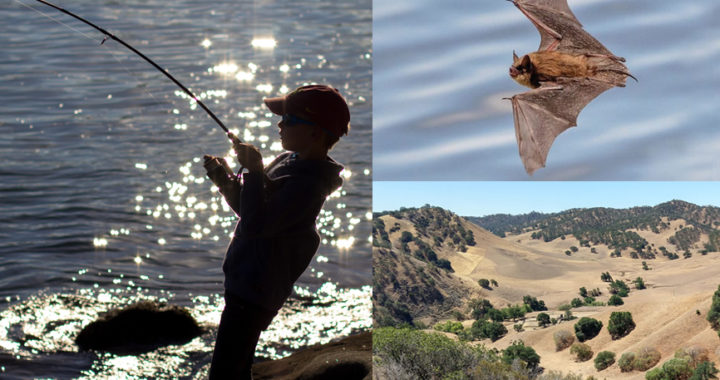 Fishing lessons? Bat watching? East Bay Parks have something for everyone