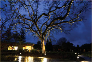 Hospice East Bay Tree of Lights ceremony returns for 35th year
