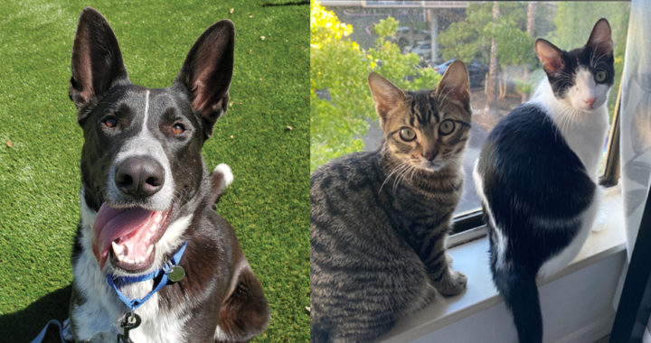 Meet ARF’s adoption stars Doctor, Basalt and Scoria, looking for their forever homes