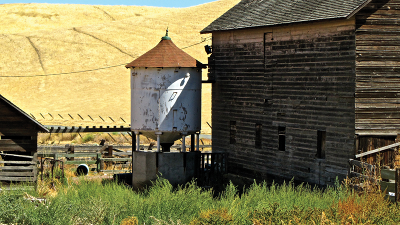 East Bay regional parks have it all – from native Coulters to beeswax