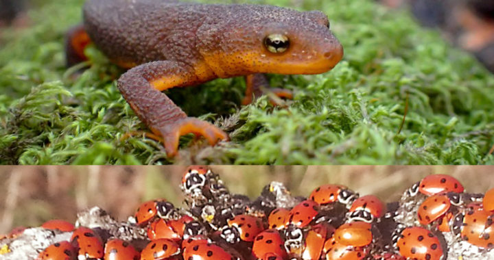 From newts to ladybugs and beyond at East Bay parks
