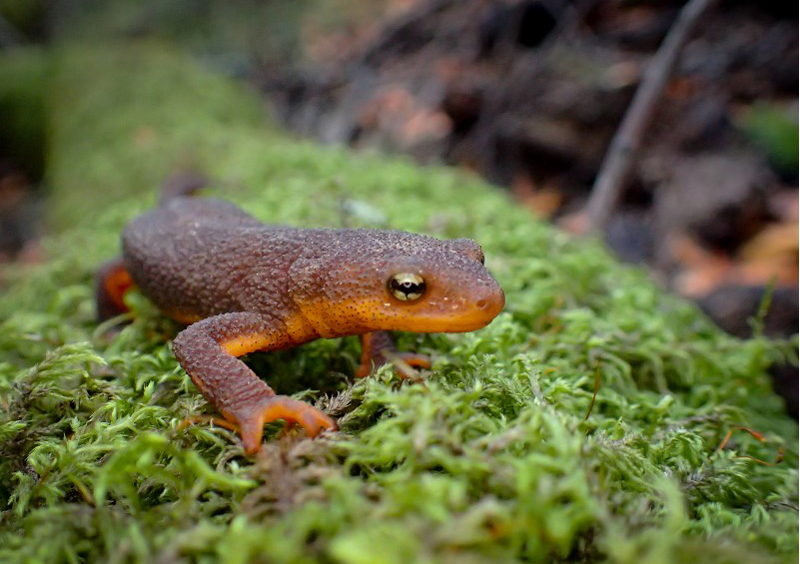 From newts to ladybugs and beyond at East Bay parks