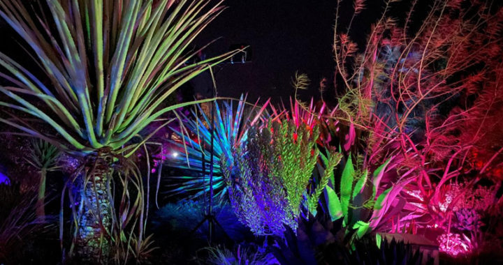 New experience at Ruth Bancroft Garden will glow your mind