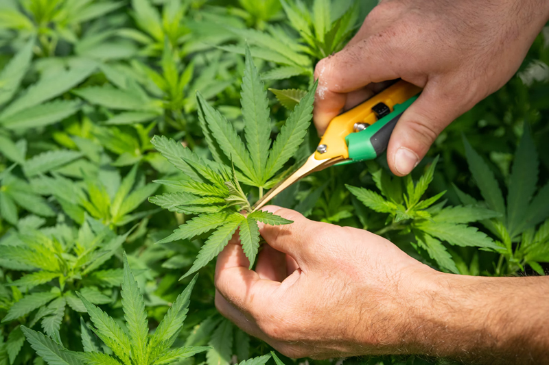 Clayton OKs limited outdoor marijuana cultivation