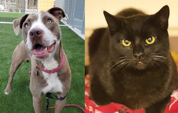 ARF adoption stars Betty and Dapsy looking for forever homes