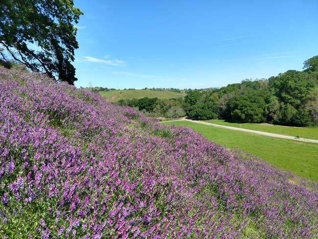 East Bay Parks introduces bicycle bells at Briones as wildflower season ...