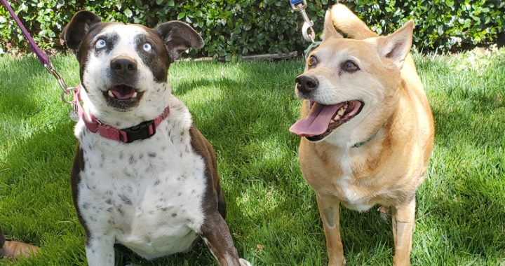 ARF stars Nani and Uli are looking for a forever home