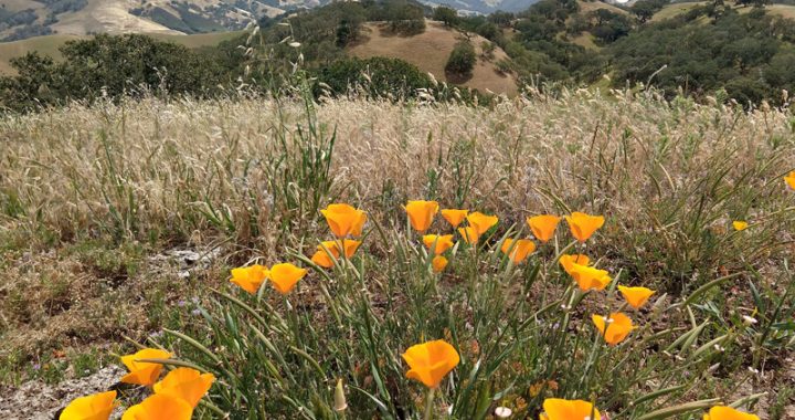 Explore the flora and fauna of East Bay Parks this Spring