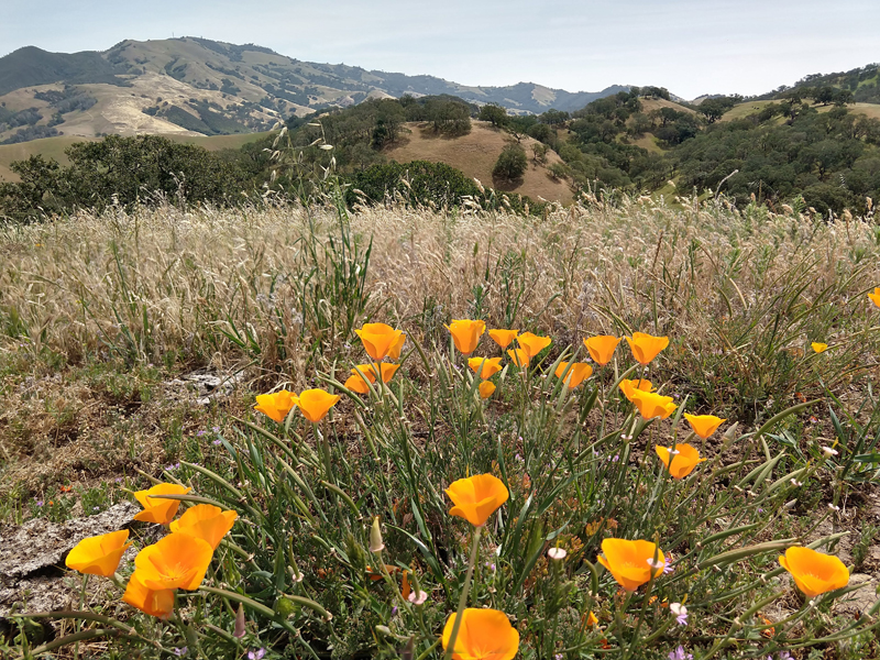 Explore the flora and fauna of East Bay Parks this Spring