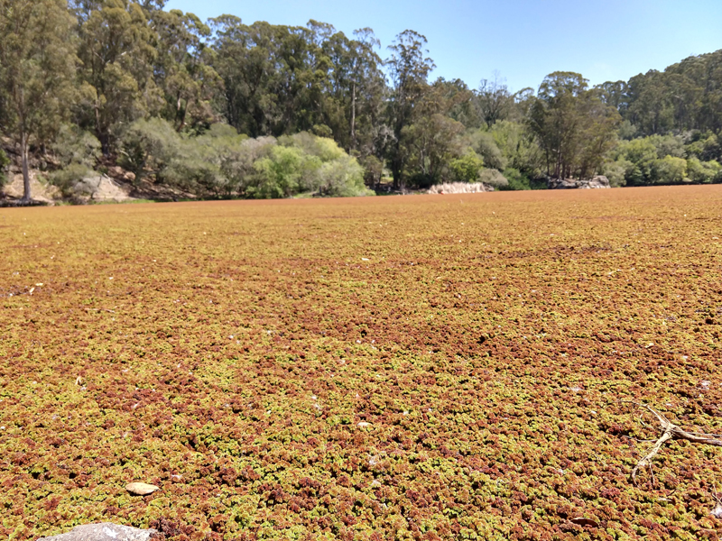 What's growing on Tilden Park's Lake Anza?