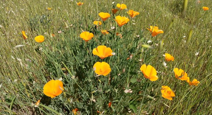 Ride a train, find spring flowers or go on a safari – all at East Bay parks