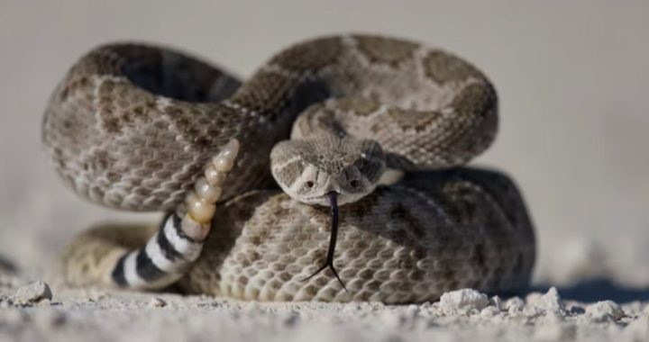 Rattlesnake activity increasing in East Bay parks as weather warms