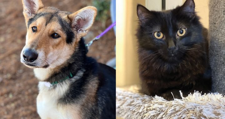 ARF stars Blizzard and Mercedes are looking for forever homes