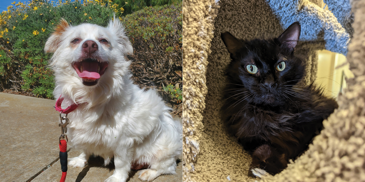 Adopt a new best friend at Animal Rescue Foundation in Walnut Creek