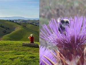 Birds and Bees, plus All Abilities Day are activity highlights at East Bay Parks this week