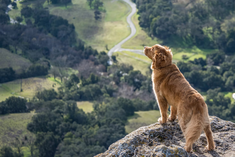 Help your dog stay safe while enjoying East Bay Parks this summer