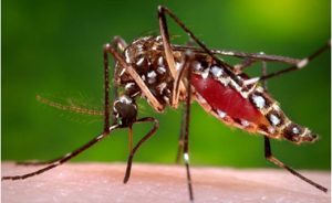 First Invasive Aedes Mosquitoes Found in Contra Costa County