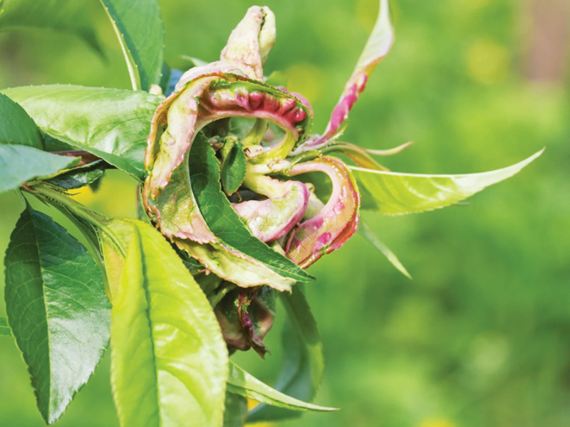 Give stone fruit, citrus trees some love this fall