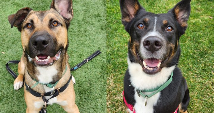 ARF Adoption Stars Bo and Douglas looking for forever homes
