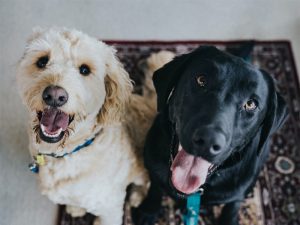 Contra Costa offering free animal adoptions through February
