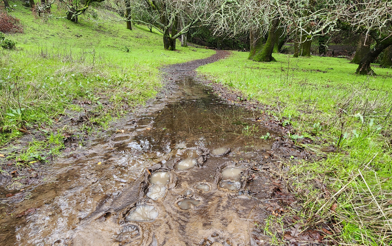 Spring rain makes for muddy hiking on East Bay Parks trails