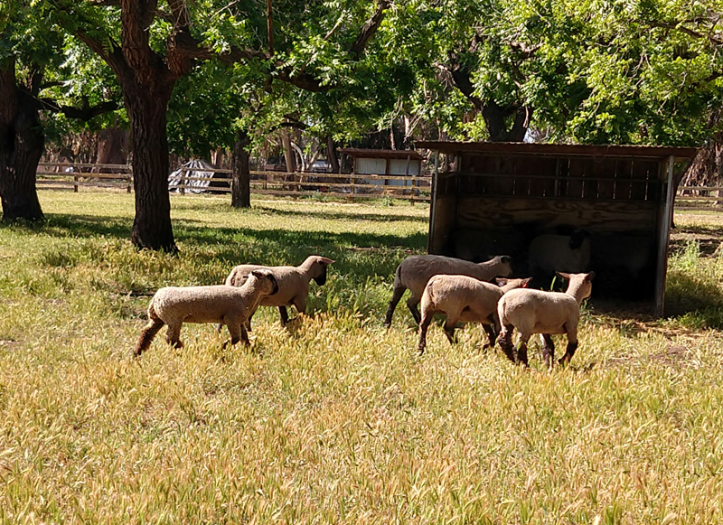 Welcome Spring at East Bay Parks with sheep shearing, bird watching and more