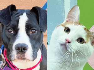 Grits and Cholula are looking for their forever homes