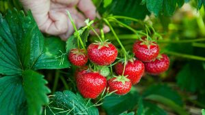 Start your garden wish list with fruit trees and berries
