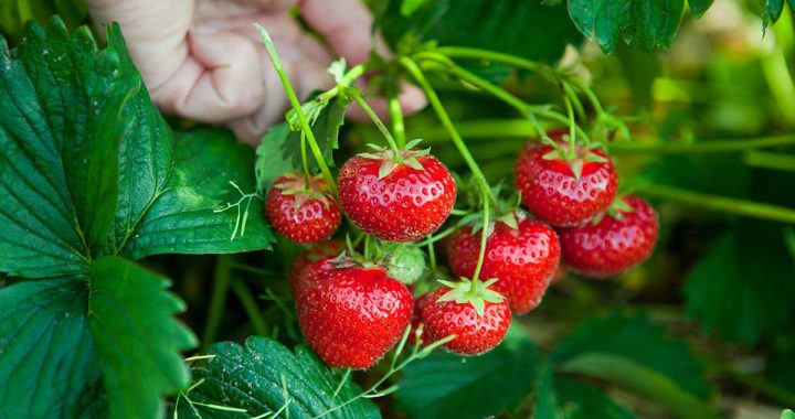 Start your garden wish list with fruit trees and berries