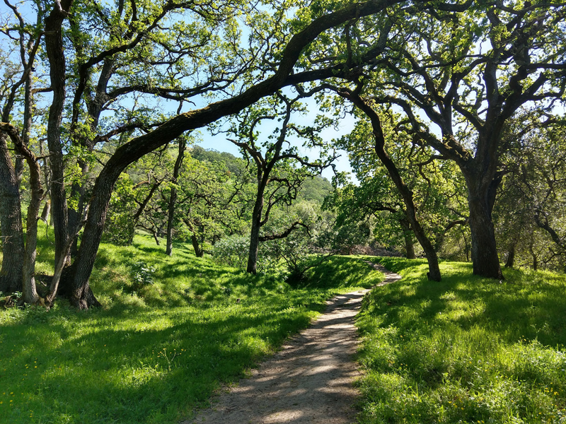 Briones project to reduce trail-use conflicts and protect habitat starts April 21