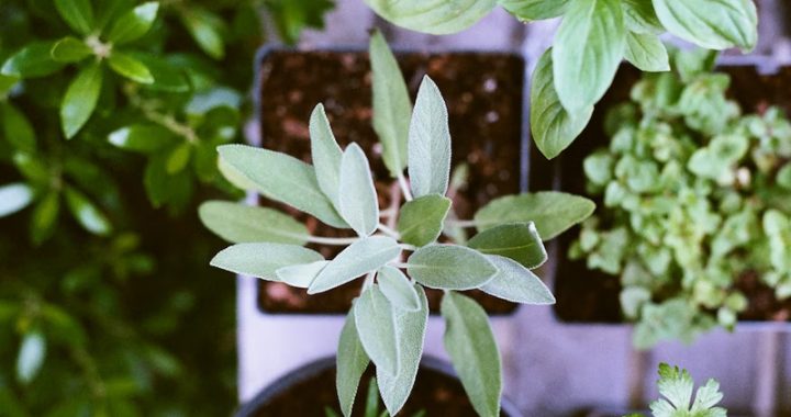 Plant herbs for flavor – and fun