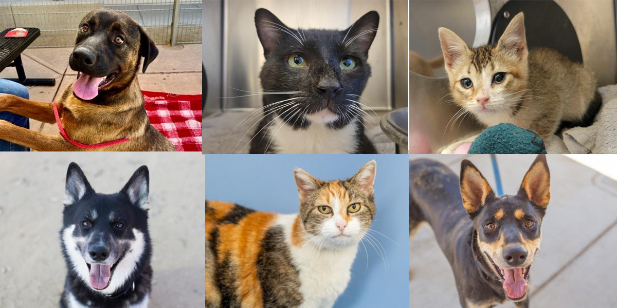Contra Costa Animal Services Offering Everyday Adoptions Through August