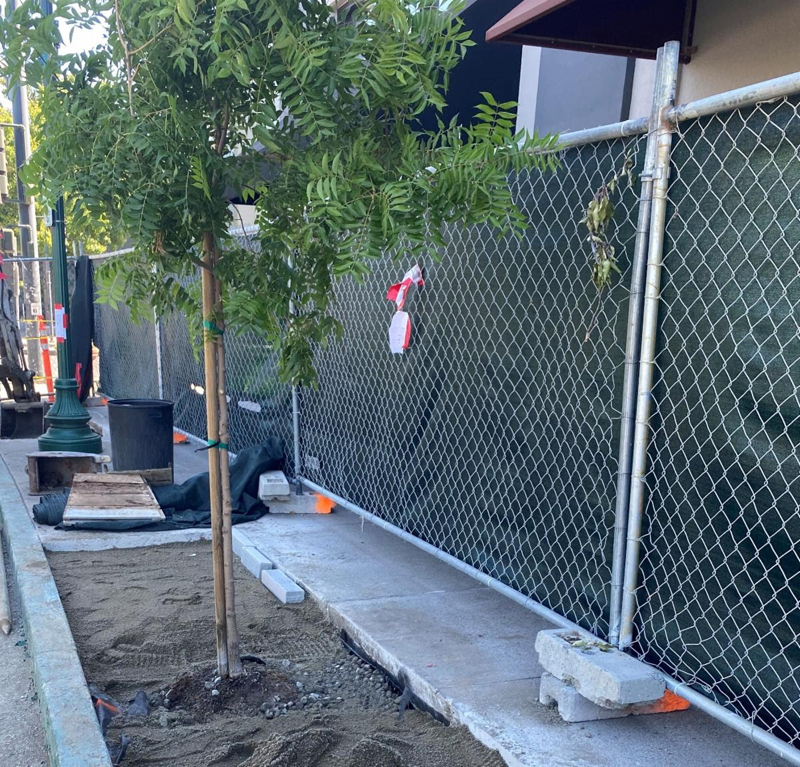Downtown Pleasant Hill Tree Replacement Project Underway