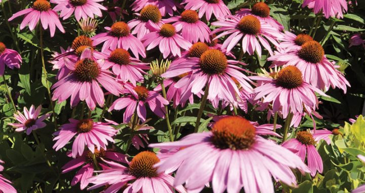 With many flowers in bloom, your August garden is calling