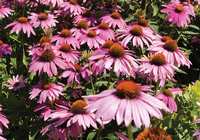 With many flowers in bloom, your August garden is calling