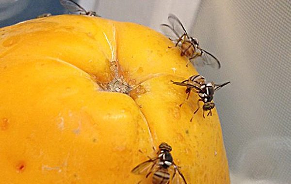 Invasive Fruit Fly Quarantine takes effect in Contra Costa County