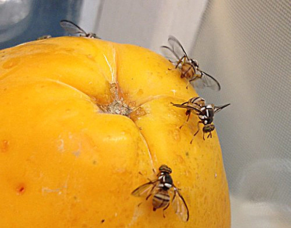 Invasive Fruit Fly Quarantine takes effect in Contra Costa County