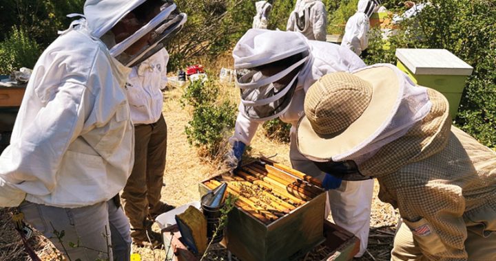 Beekeepers abuzz over new Pollinator Protection Act