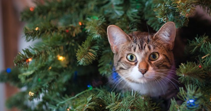 Holiday dangers for your pets, from tinsel and poinsettias to Xylitol