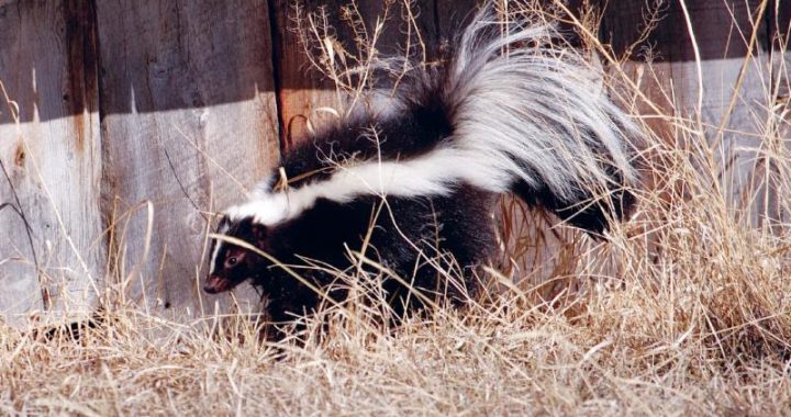 Contra Costa County — Winter is here...and so are the skunks